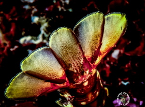 Palinurus jv, night dive, Fuji Velvia 50 iso. Nikon F100 ... by Marco Gargiulo 